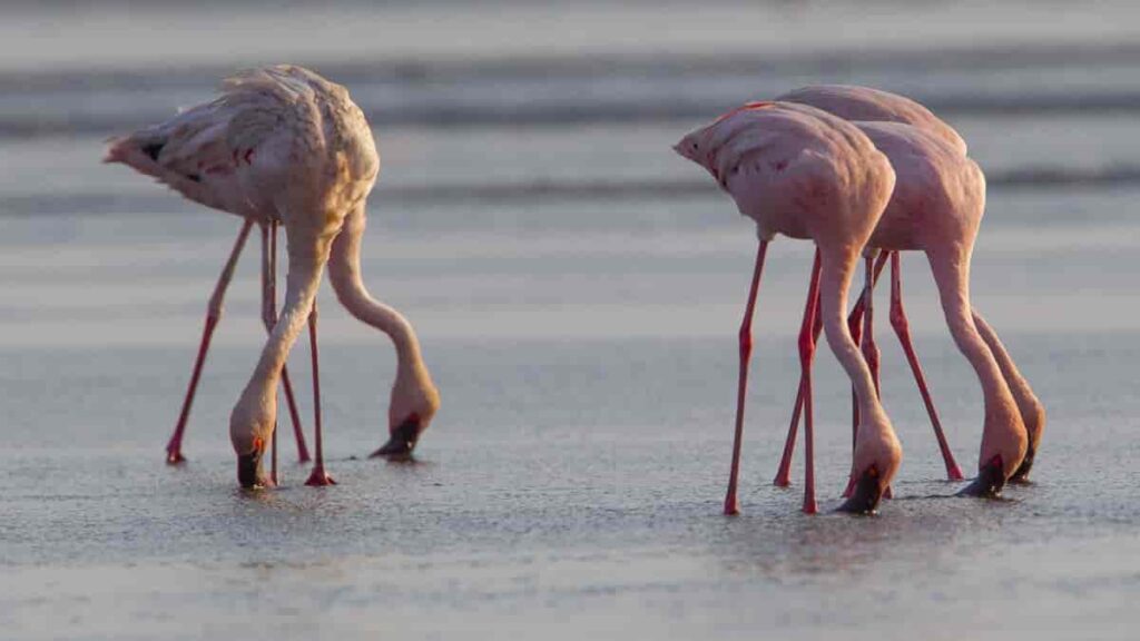 Flamingos drinking water in Lake Natron