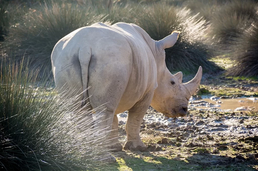 How Much Does A Rhino Weigh? - iTravelinAfrica