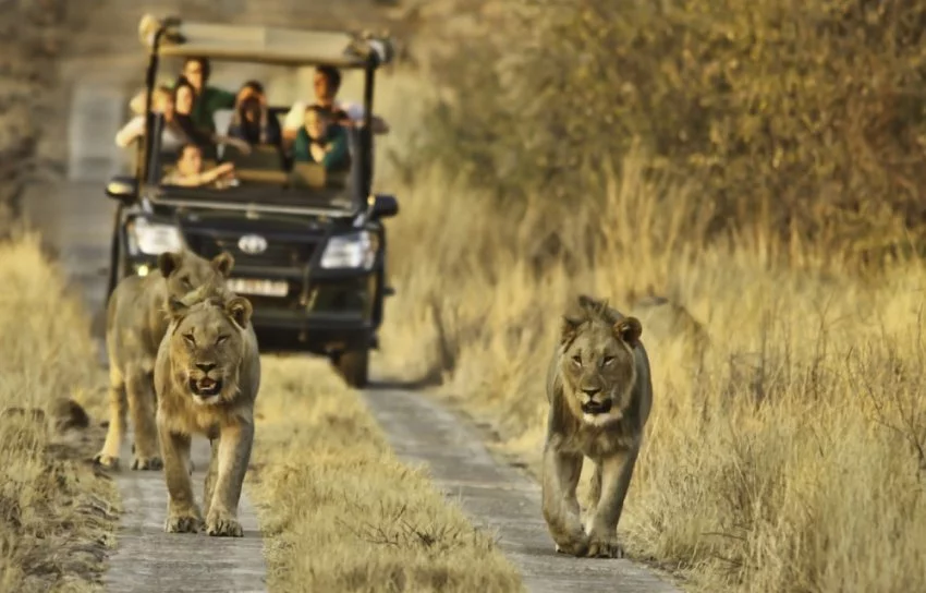 Tourist Jeep Trailing Lions
