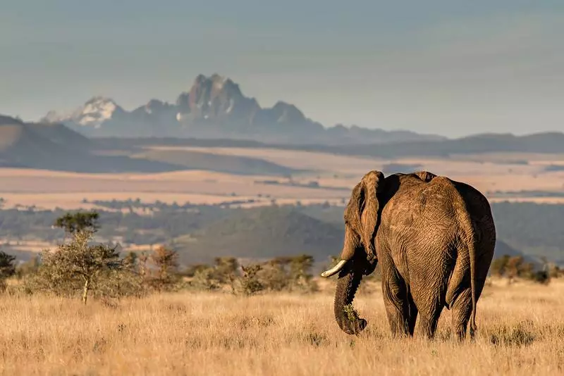 Elephant, Mount Kenya Background