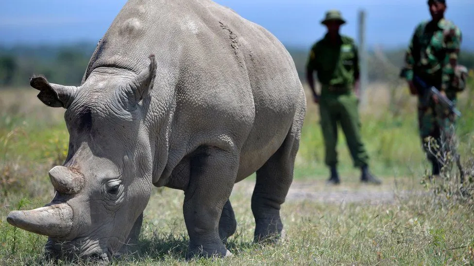 Kenyan northern white rhino With Kenya Wildlife Service Guards