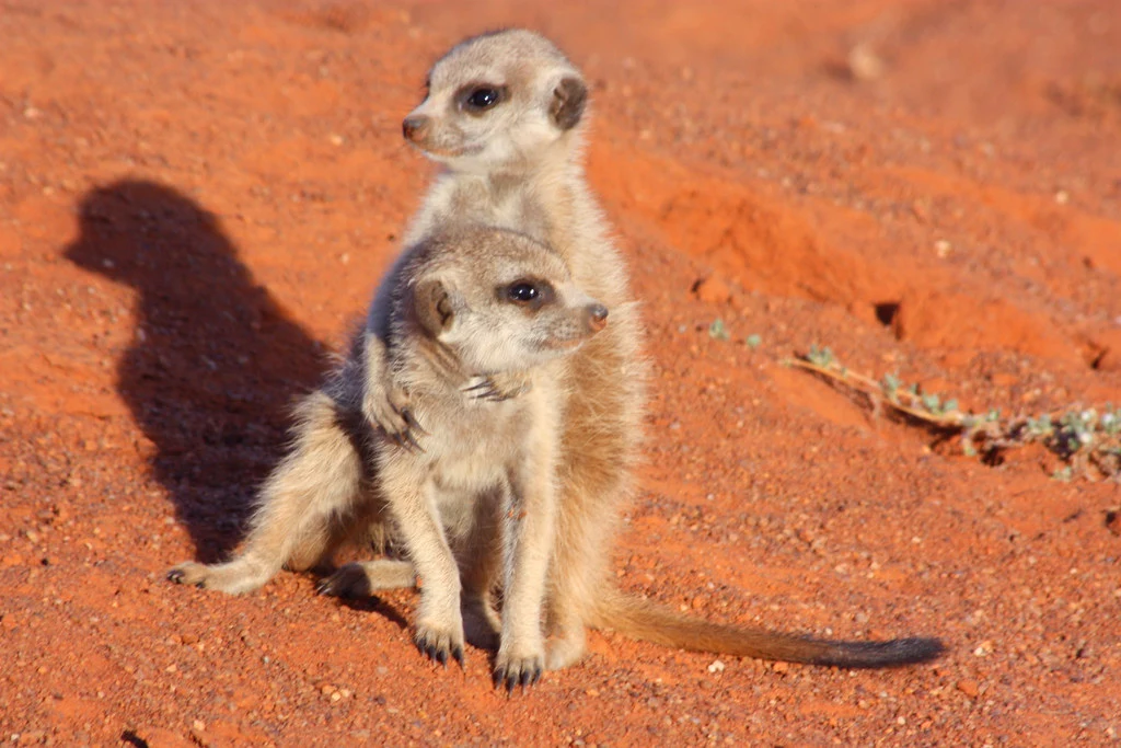 two meerkats pups ,Kalahari Desert