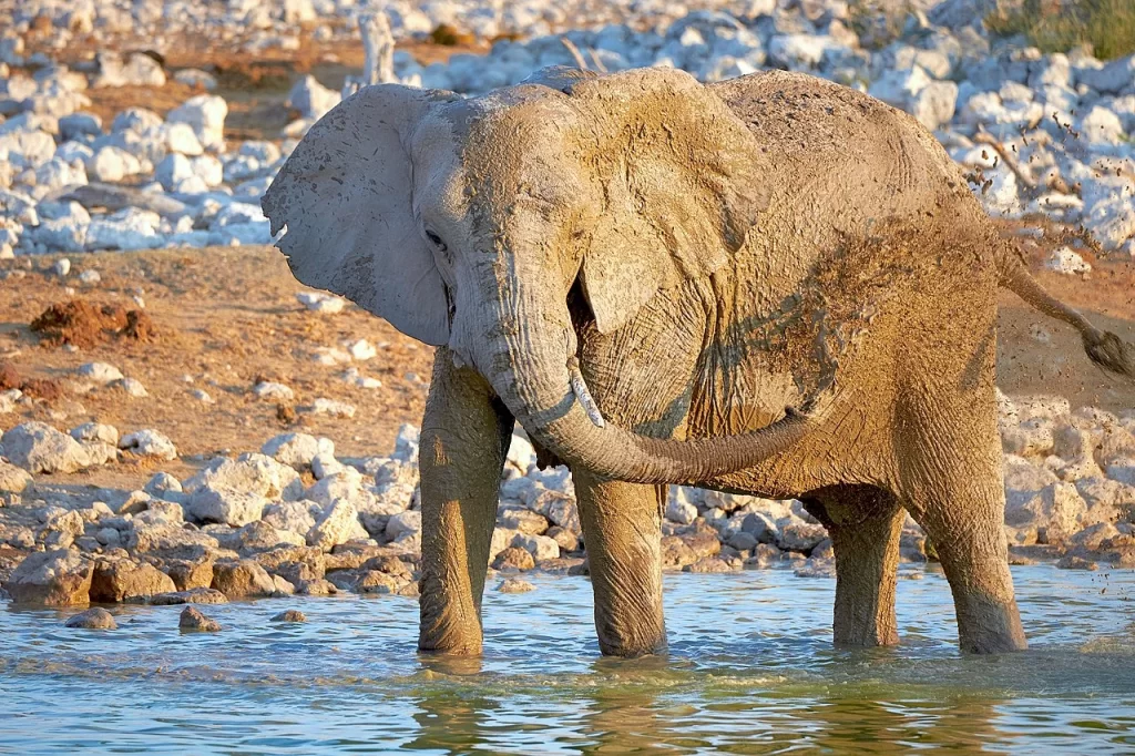 Female Elephant Taking A Mud Bath