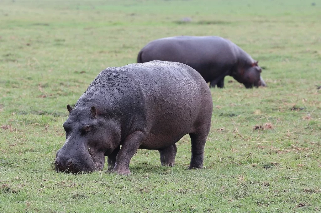 Hippo Feeding Grass