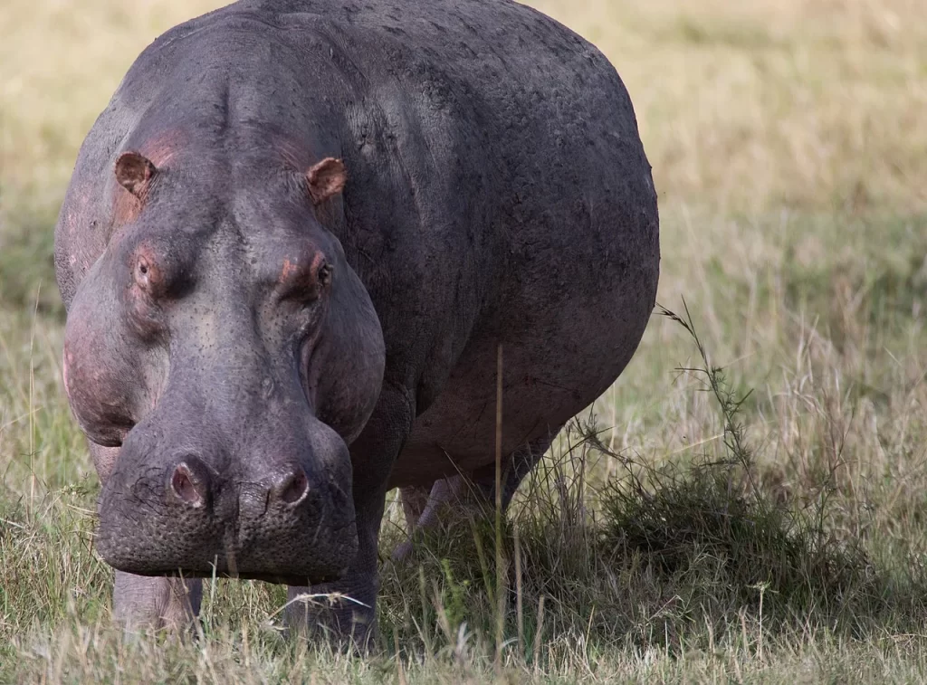 Hippo, Masai Mara.