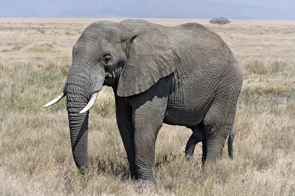 Elephant, Serengeti