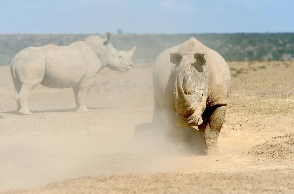 Rhino in Solio Reserve