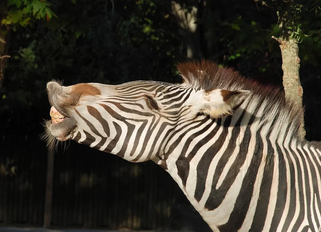 Zebra Braying