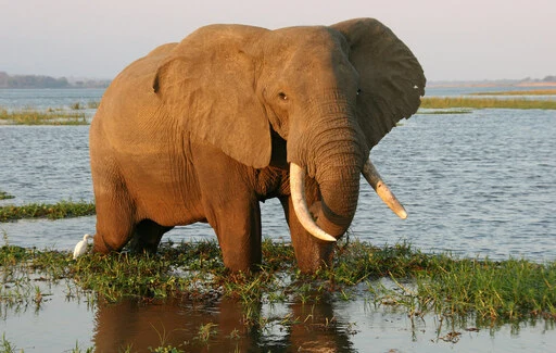 Bull Elephant, Zambezi River, Mana Pools National Park, Zimbabwe,