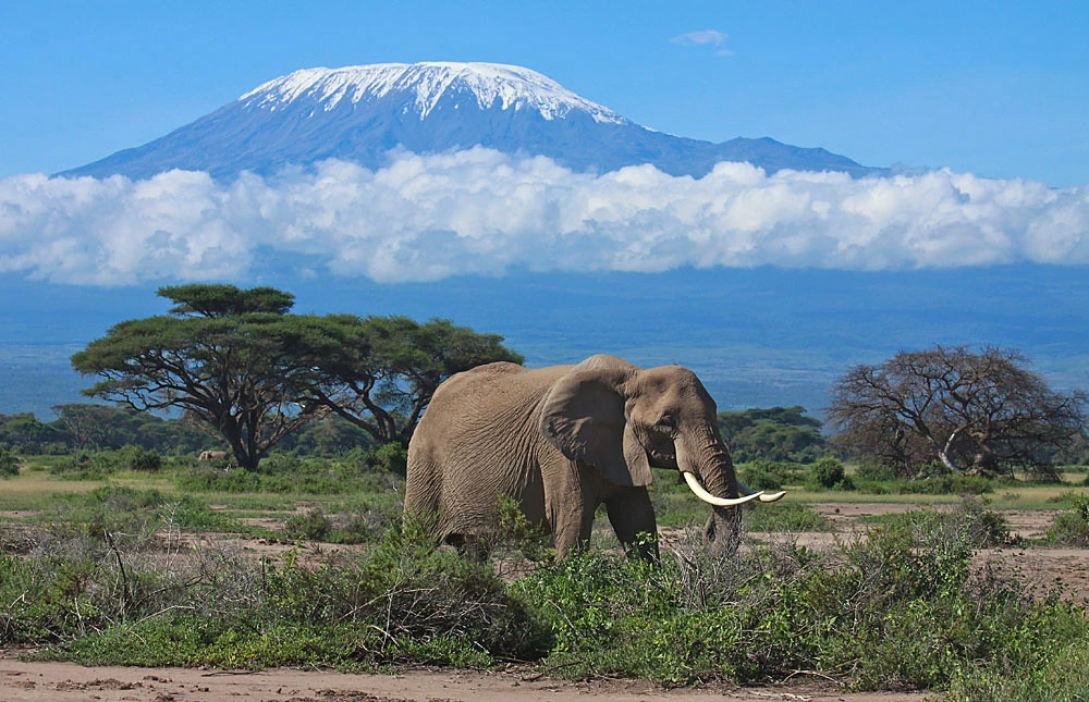 Elephant in Amboseli National Park, <a href=