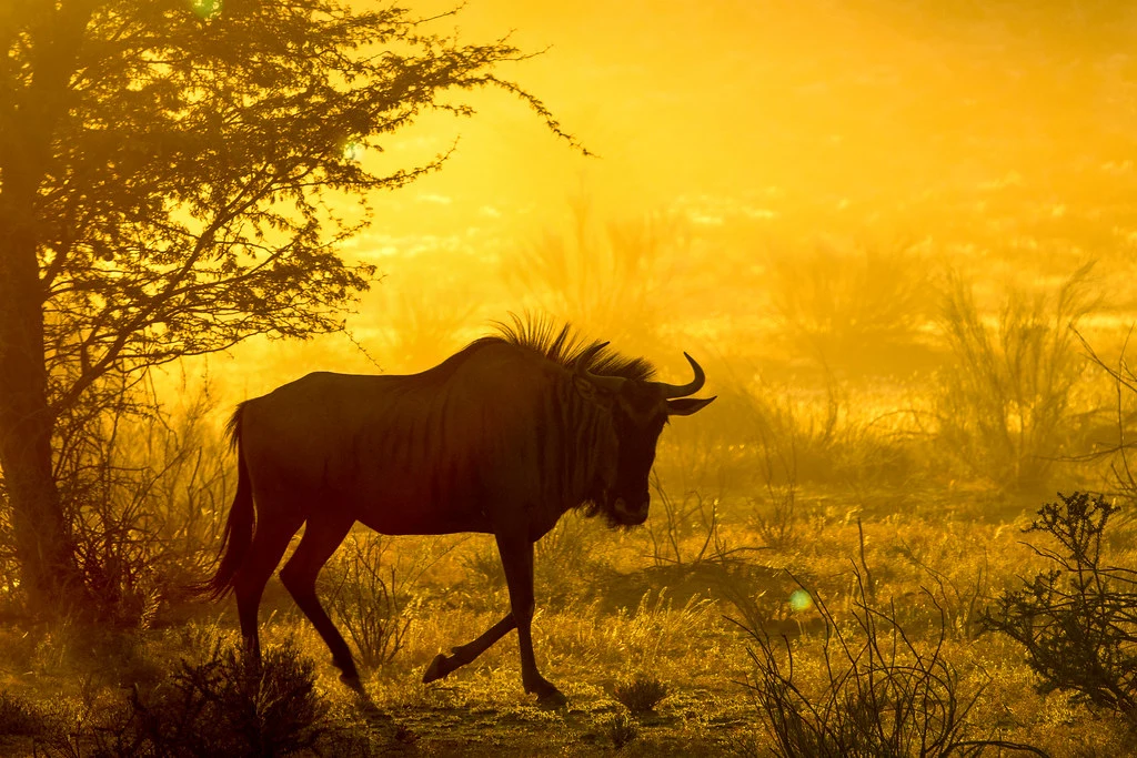  Wildebeest in Kalahari desert
