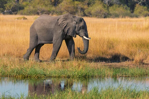  Elephant ,Okavango Delta, Botswana