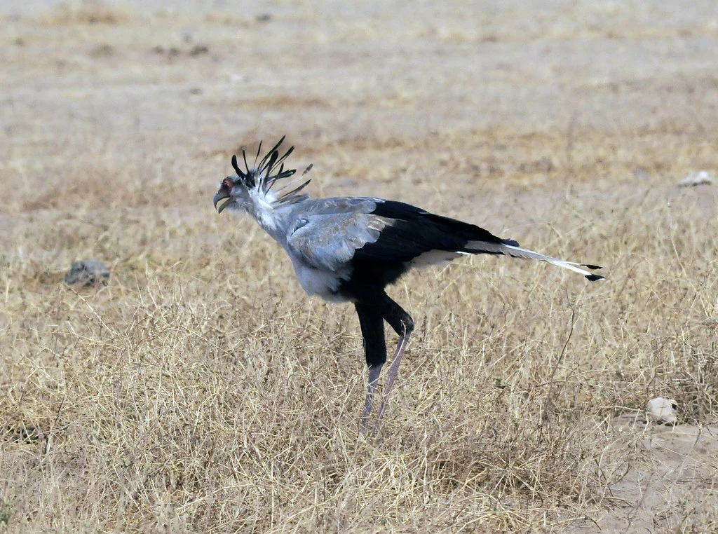  Secretary bird (Sagittarius serpentarius), Amboseli National Park
