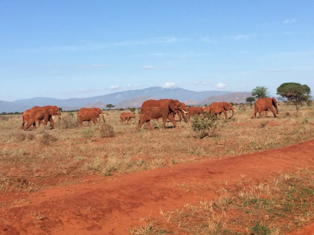 Red Elephants at Tsavo