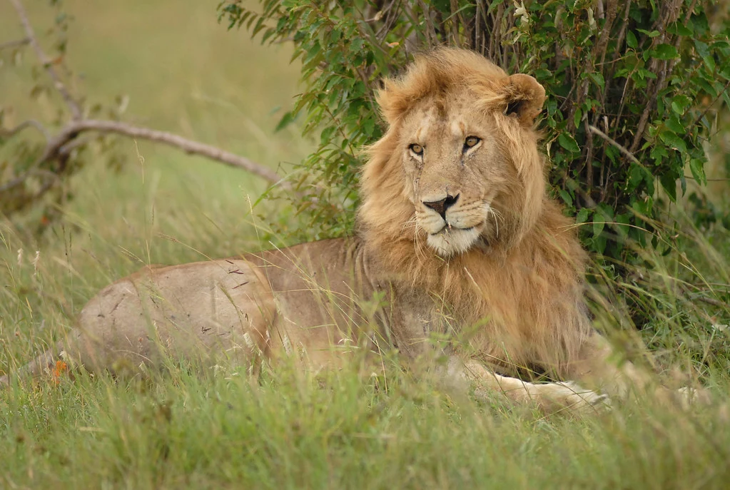 Male lion, Masai Mara National Reserve