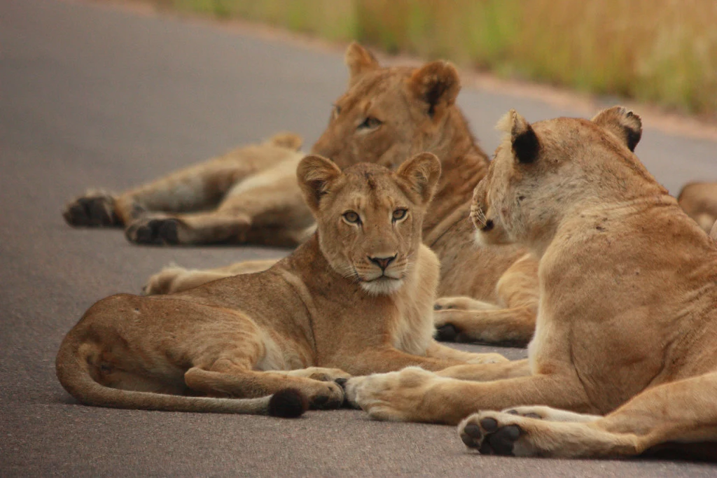 Lionesses With Cubs