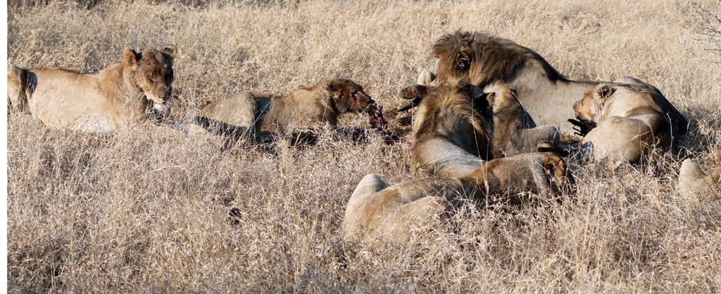 Pride of Lion Feeding