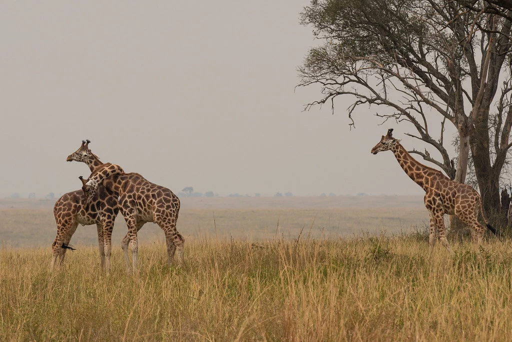 Murchison Falls National Park, Giraffes