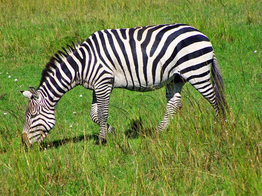 Zebra Grazing