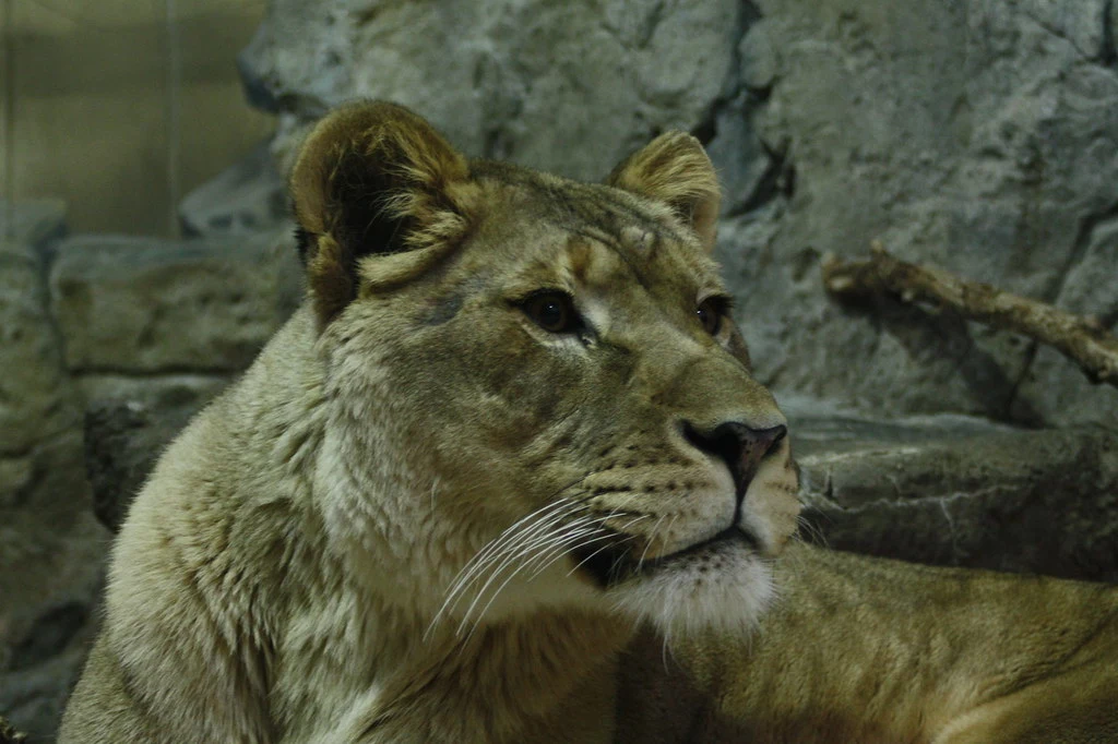 Lioness in Captivity