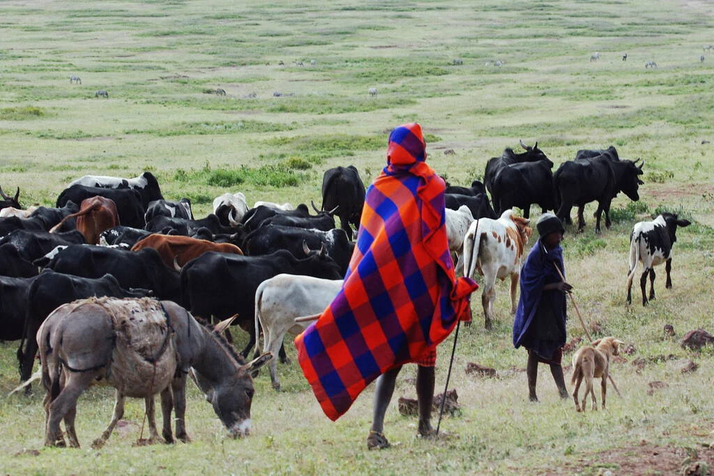 Maasai Herding Livestock