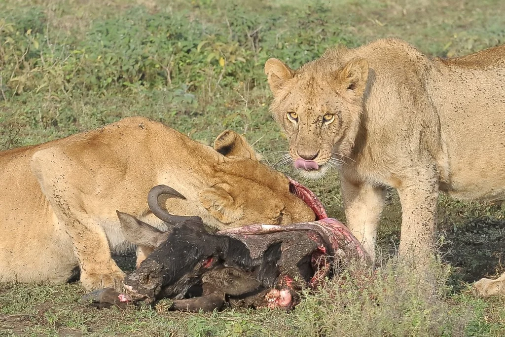 Lions eating Wildebeest at Serengeti