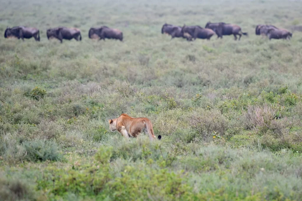 Lioness on the Hunt