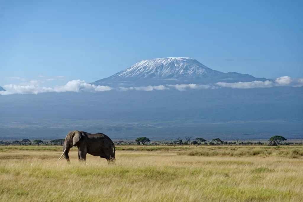 Elephant in Amboseli with Mount Kilimanjaro Background