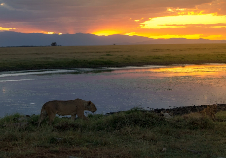 African Sunset, Lioness at Amboseli National Park