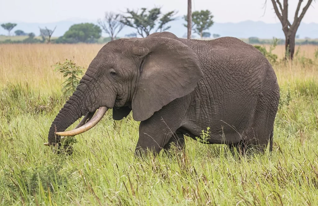 Elephant Feeding On Grasslands