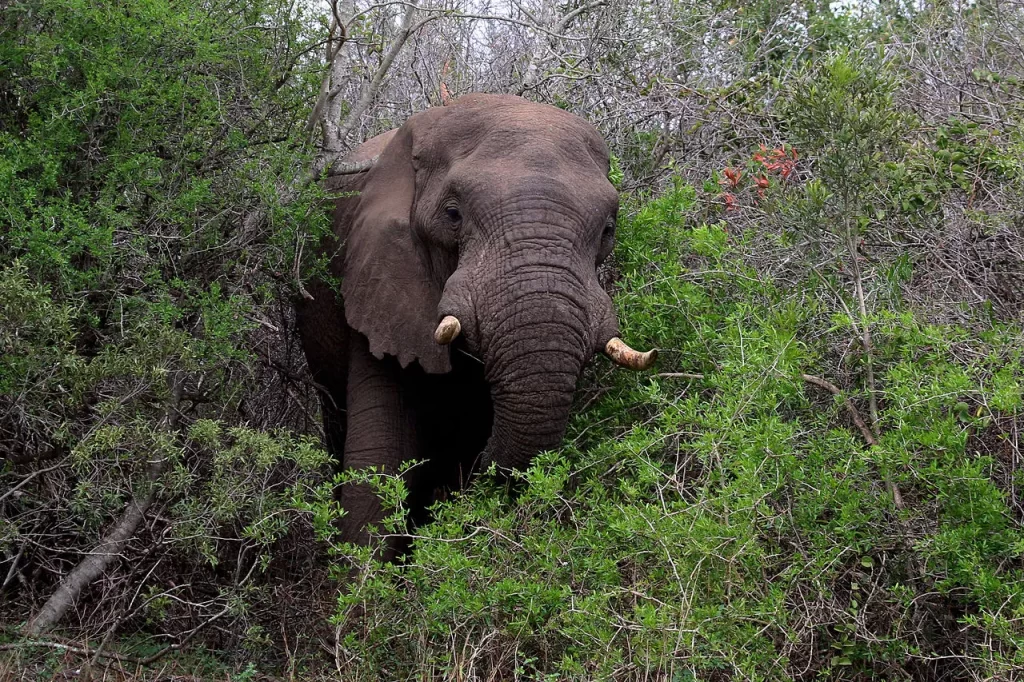 Elephant In A Thicket