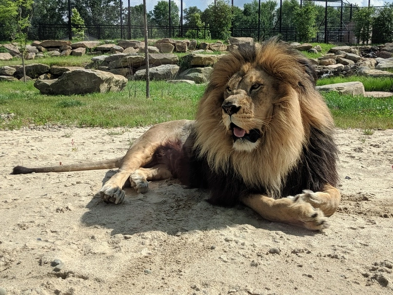 Barbary Lion from Keystone Safari, Grove City Pennsylvania