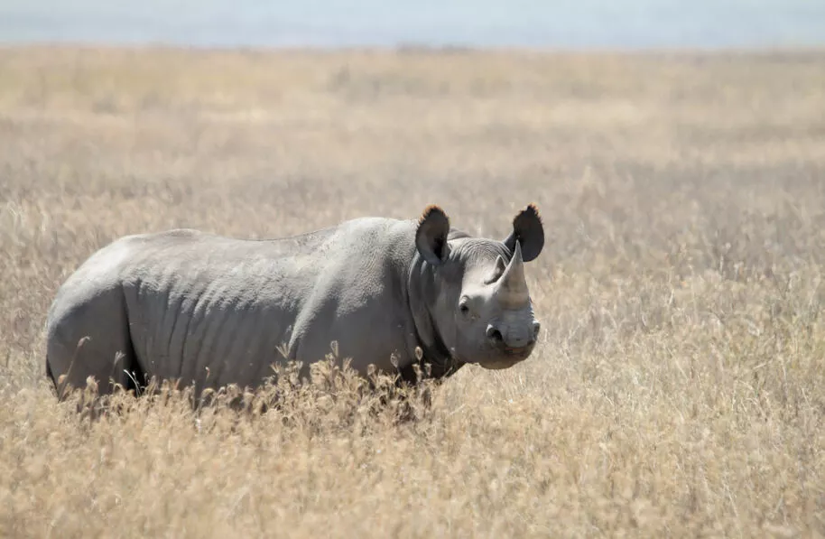 Black Rhino, Ngorongoro Conservation Area
