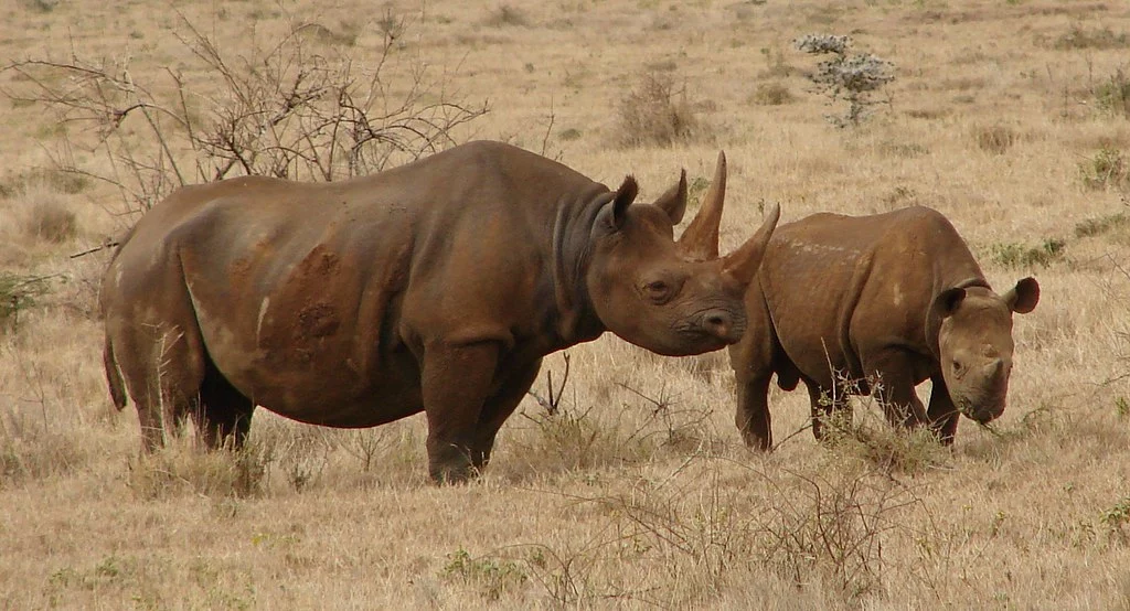 Two black rhinos (mother and calf) in Lewa, Kenya