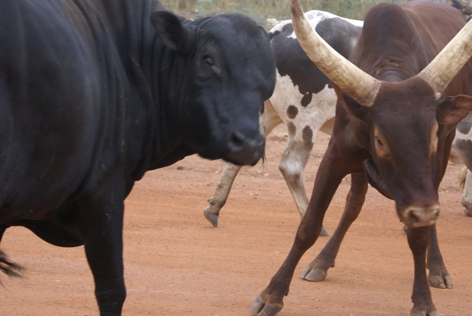 Cattle of the Dinka Tribe