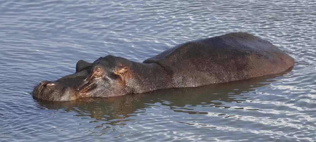 Hippo In A lake