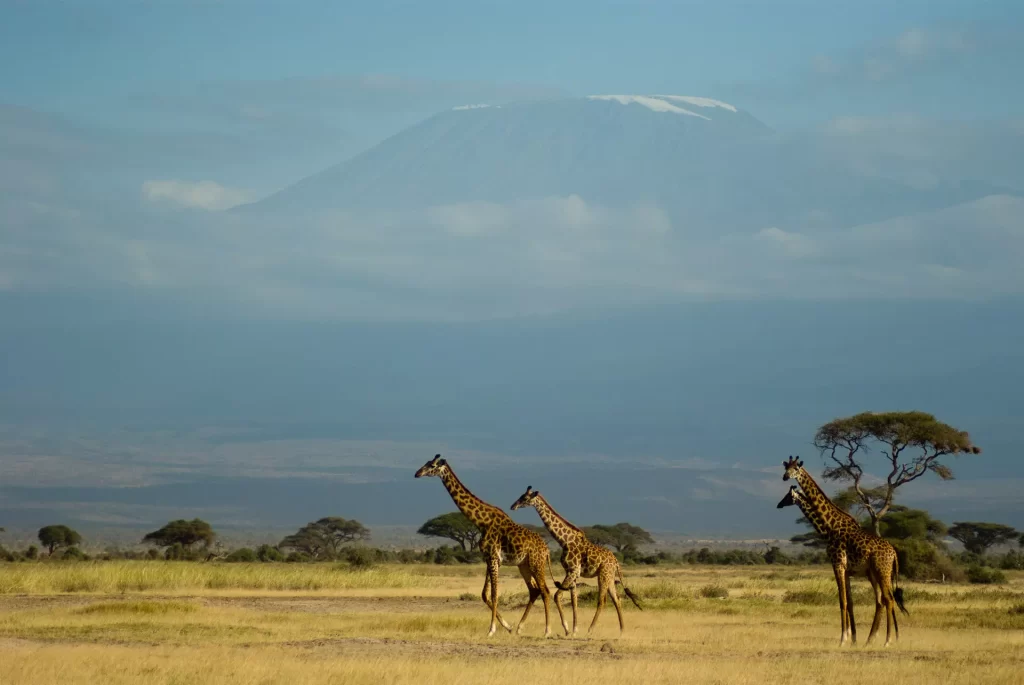 Giraffes, Amboseli National Park