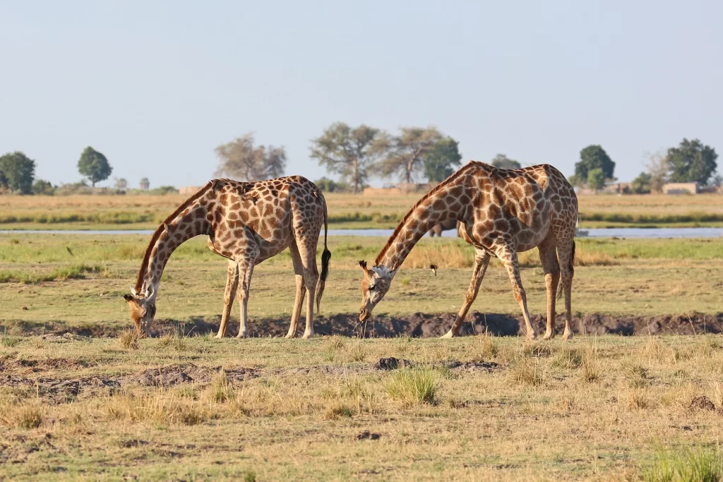 Giraffes Grazing