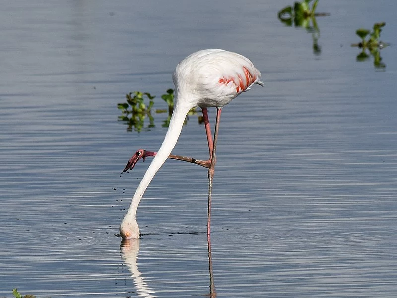 Flamingo in Oasis