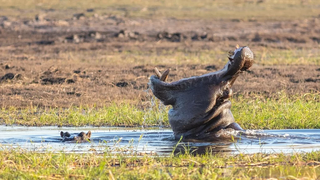 Hippos Submerged In Shallow Waters