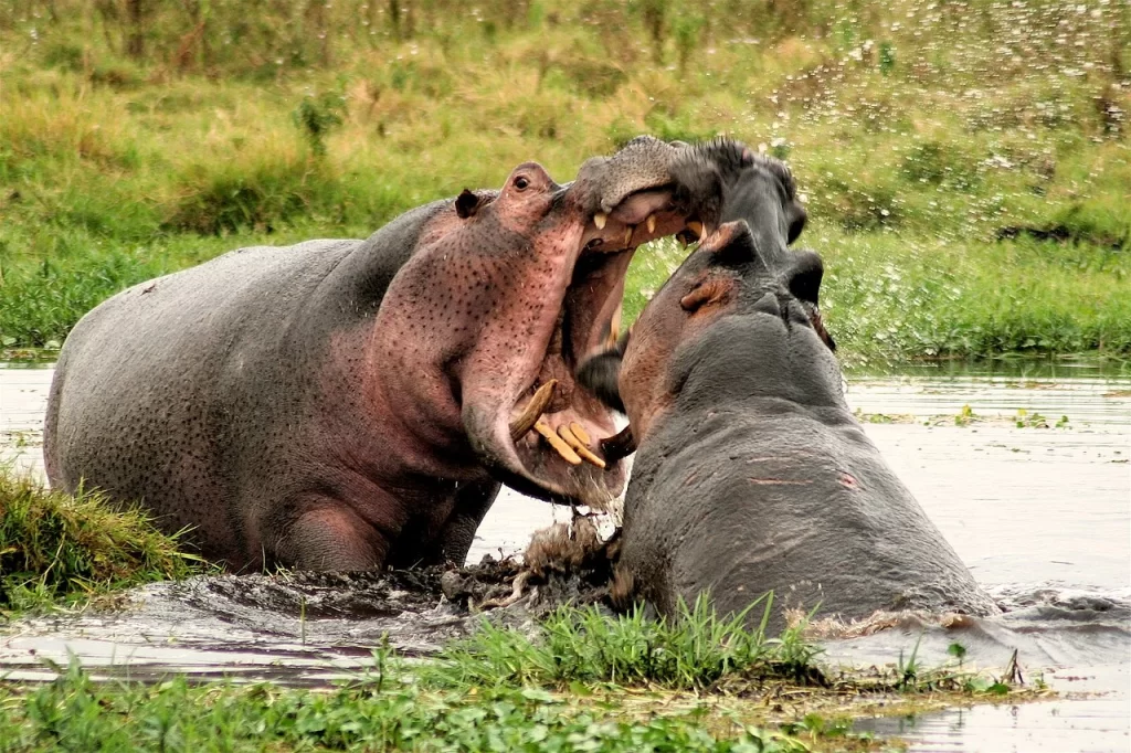 Hippo Fighting Mouths wide Open