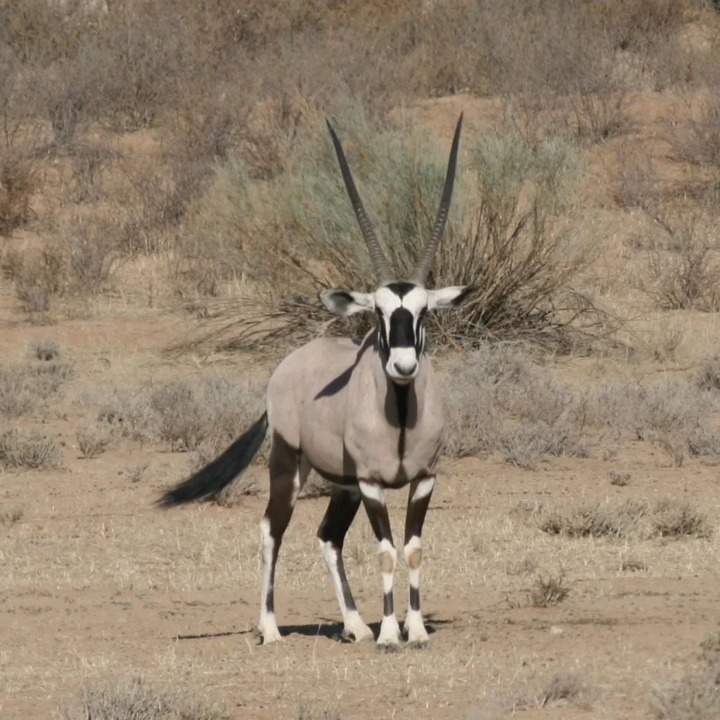 Kalahari gemsbok Oryx gazella.