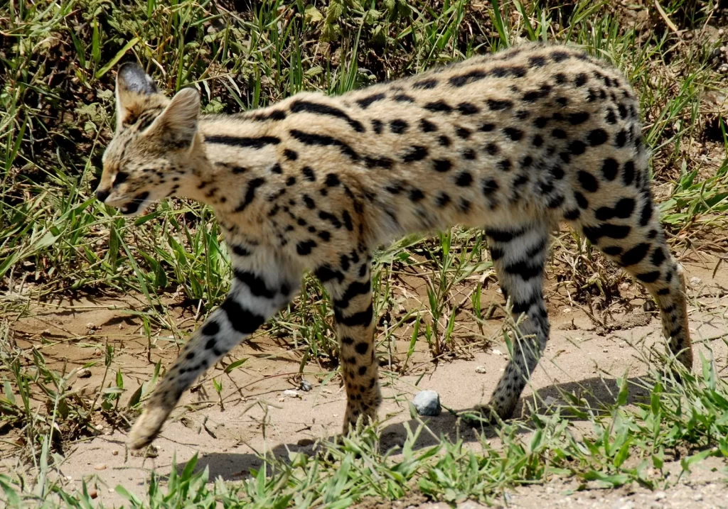 Serval in The Serengeti