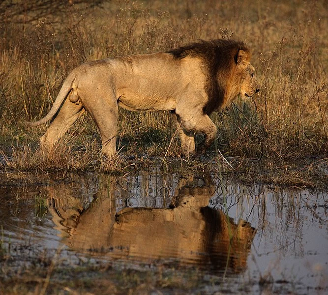Lion, Okavango Delta of Botswana