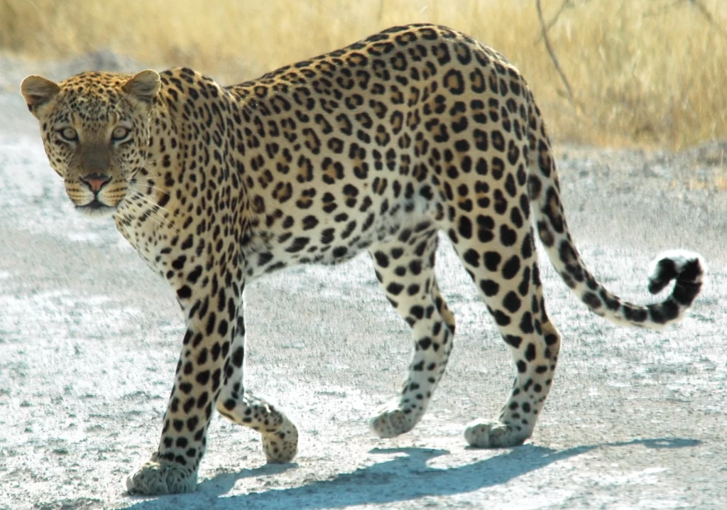 Leopard Etosha National Park