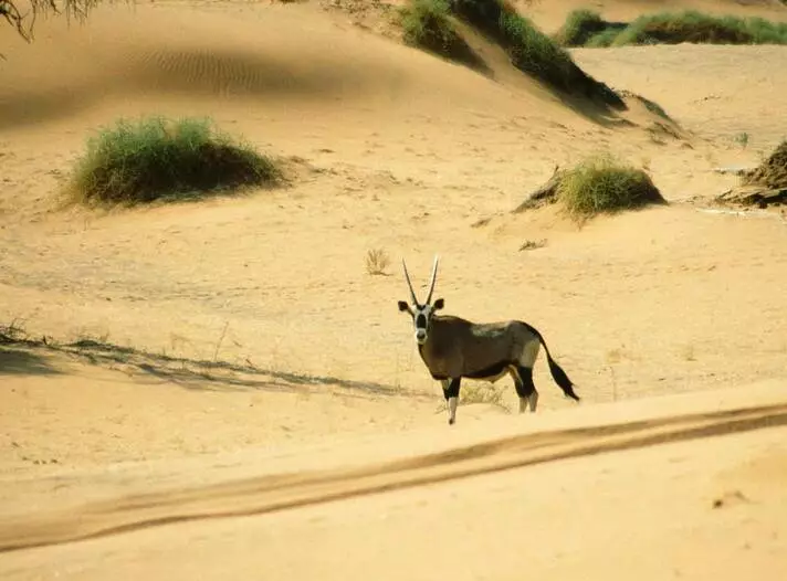 Oryx Gazella Namib Desert.