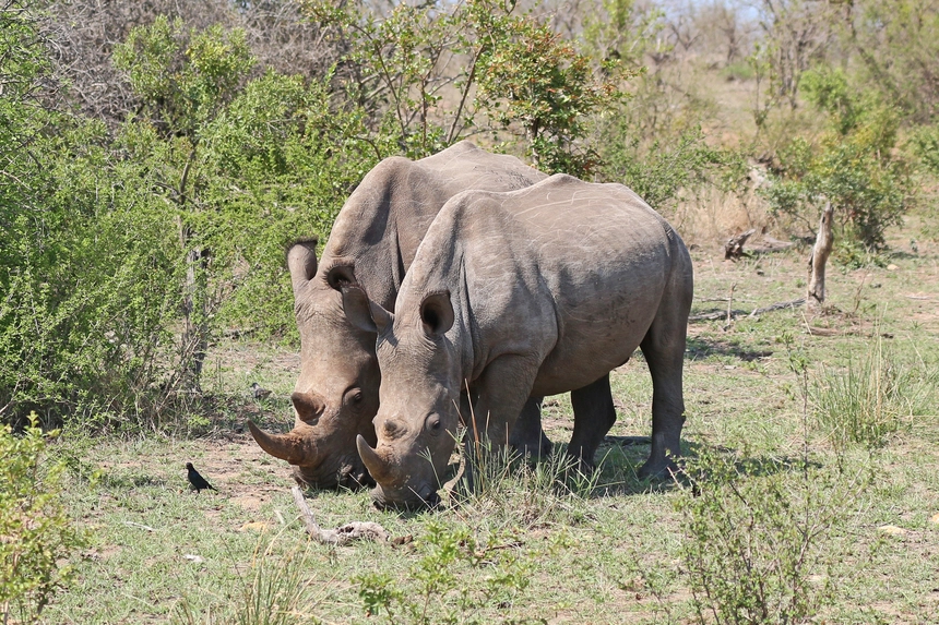 Rhinoceros in Kruger National Park 