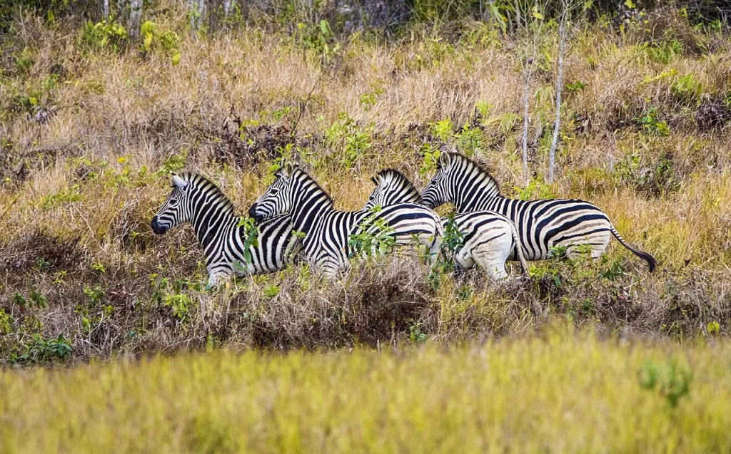 Zebra in the Thickets