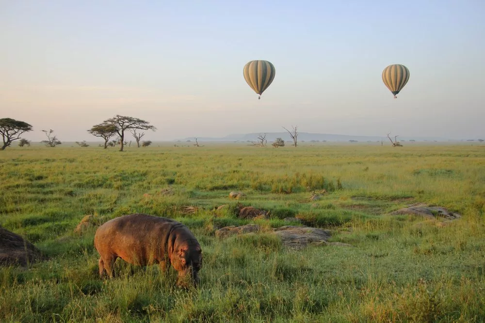 Hot Air Balloons, The Serengeti