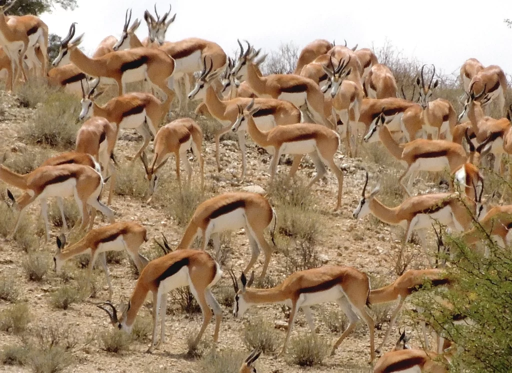 Kalahari springbok